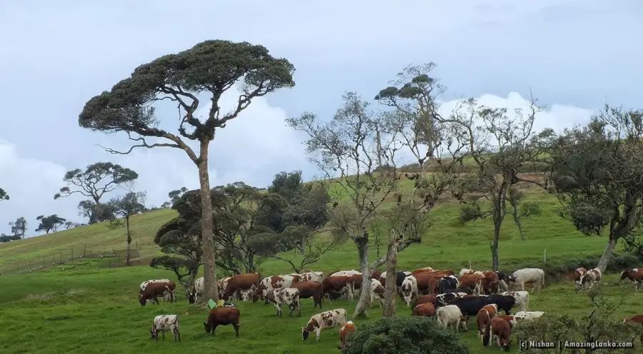 Ambewela Farm — Central Province, Sri Lanka