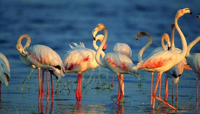 Kumana National Park — Eastern Province, Sri Lanka