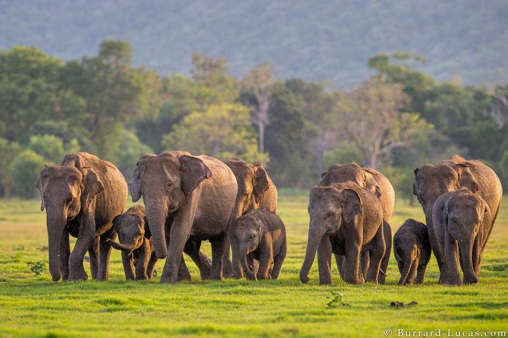 Minneriya National Park — North Central Province, Sri Lanka