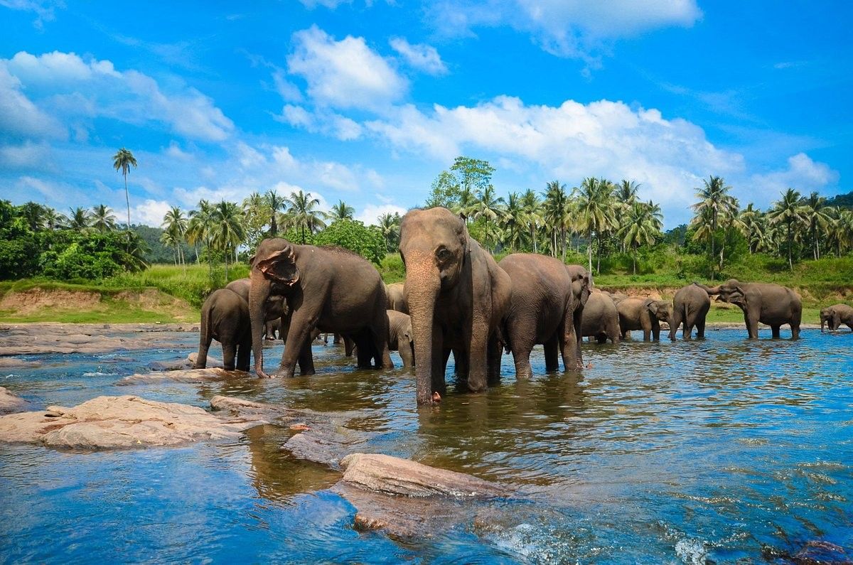 Pinnawala Elephant Orphanage — Sabaragamuwa Province, Sri Lanka