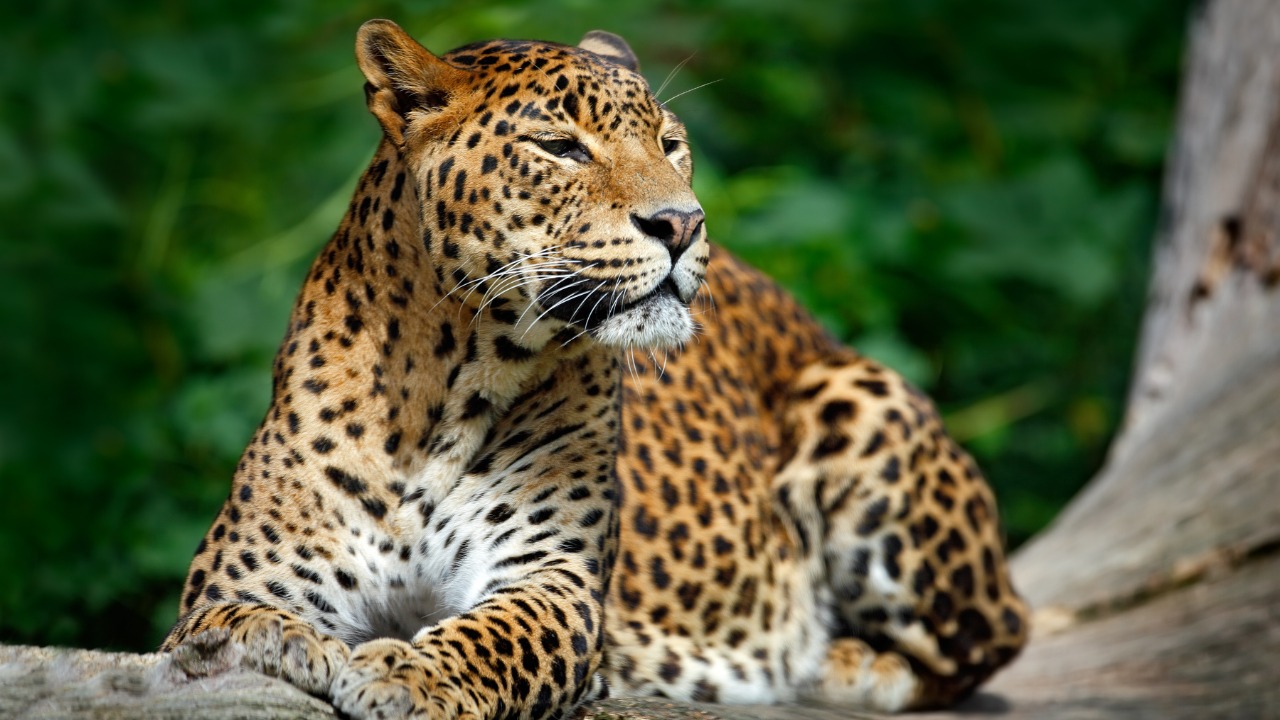Tracking leopards at first light in Yala